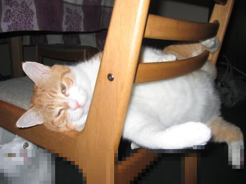 开云体育在线-F1新赛季揭幕战之夜，莱奥的硬仗之王传奇