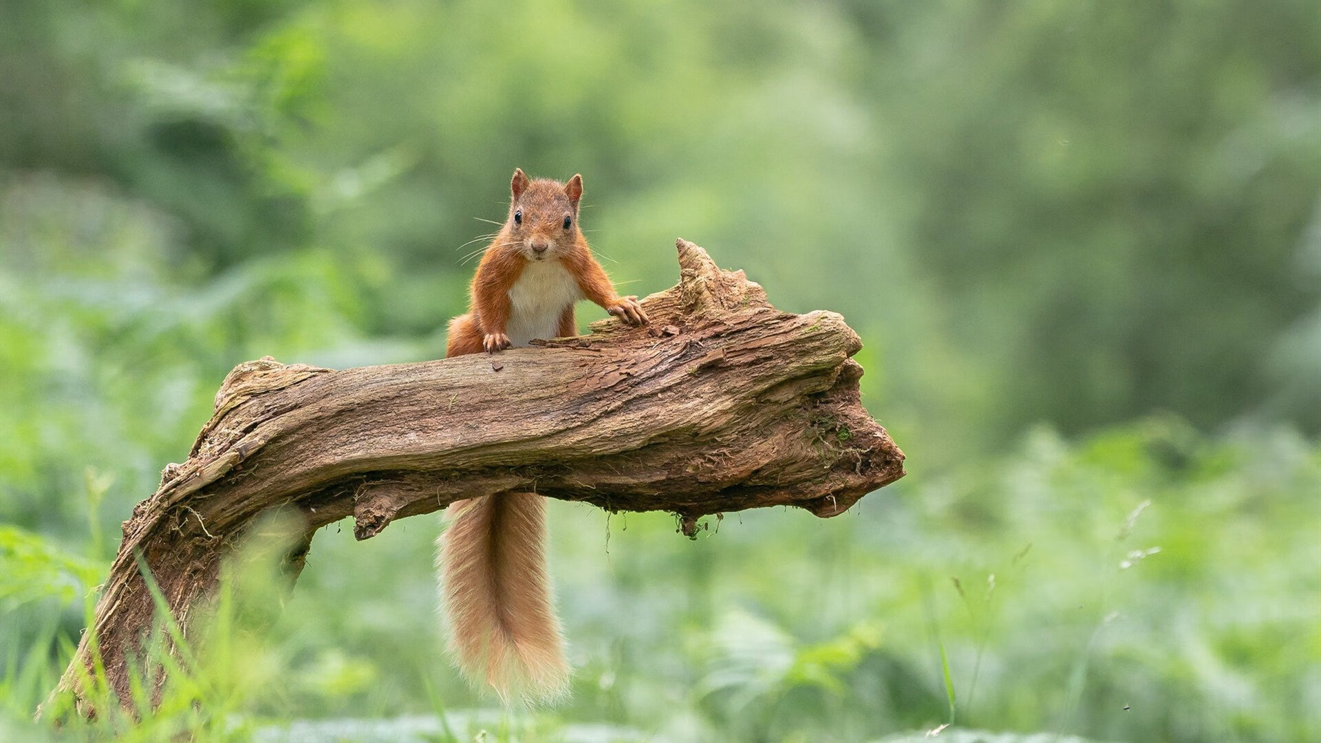 双线战场的关键先生，班凯罗奥运周期接管比赛，湖人逆境突围鹈鹕启示录